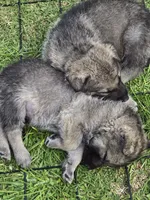 Blaize , a female German Shepherd Dog for sale in Morgantown, IN – 2 of 4