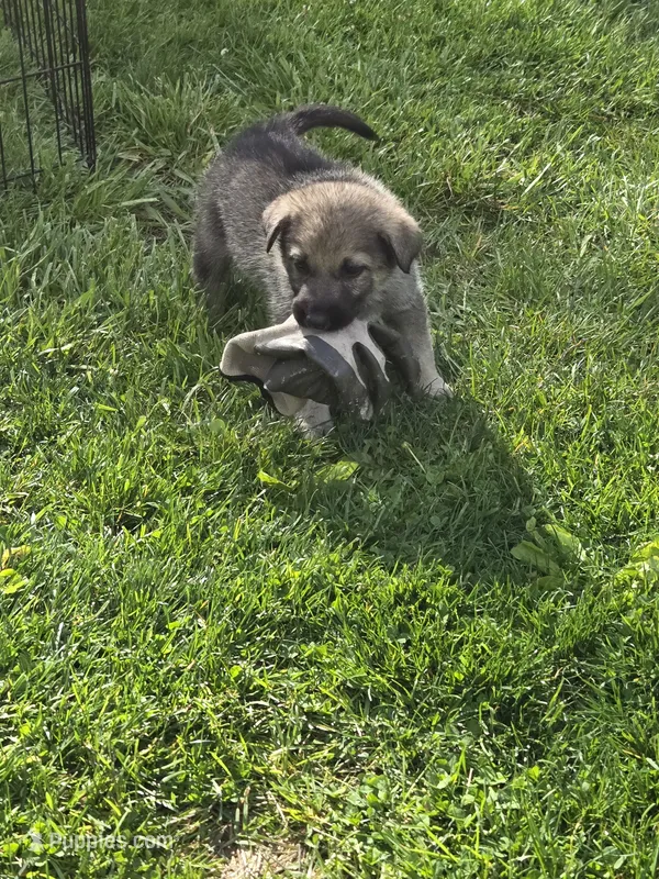Blaize  – German Shepherd Dog puppy for sale in Morgantown, IN