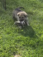 Blaize , a female German Shepherd Dog for sale in Morgantown, IN – 1 of 4