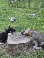 Harmony , a female German Shepherd Dog for sale in Morgantown, IN – 2 of 3