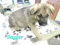 Dagger 🗡 , a male German Shepherd Dog for sale in Morgantown, IN – 2 of 3