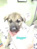 Dagger 🗡 , a male German Shepherd Dog for sale in Morgantown, IN – 1 of 3