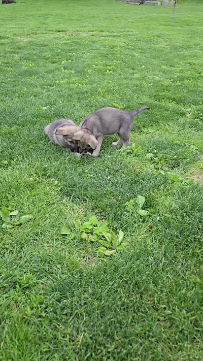 Maverick , a male German Shepherd Dog for sale in Morgantown, IN – 4 of 4