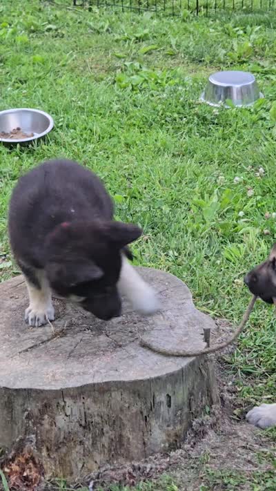 Harmony , a female German Shepherd Dog for sale in Morgantown, IN – 3 of 3