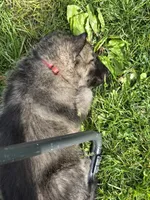 Okami (japanese for wolf), a female German Shepherd Dog for sale in Morgantown, IN – 3 of 3