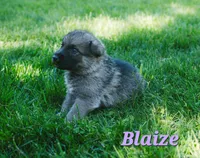 Blaize , a female German Shepherd Dog for sale in Morgantown, IN – 4 of 4