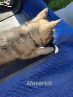 Maverick , a male German Shepherd Dog for sale in Morgantown, IN – 3 of 4