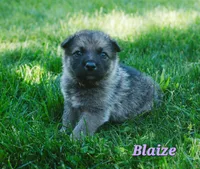 Blaize , a female German Shepherd Dog for sale in Morgantown, IN – 3 of 4