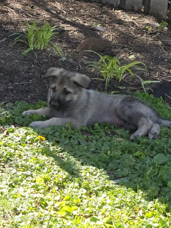 Okami (japanese for wolf) – German Shepherd Dog puppy for sale in Morgantown, IN
