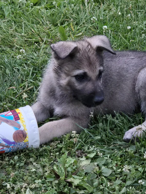 Harmony  – German Shepherd Dog puppy for sale in Morgantown, IN