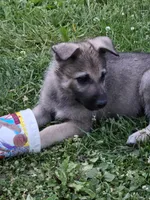 Harmony , a female German Shepherd Dog for sale in Morgantown, IN – 1 of 3