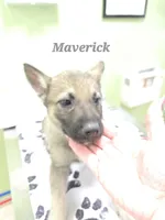 Maverick , a male German Shepherd Dog for sale in Morgantown, IN – 1 of 4