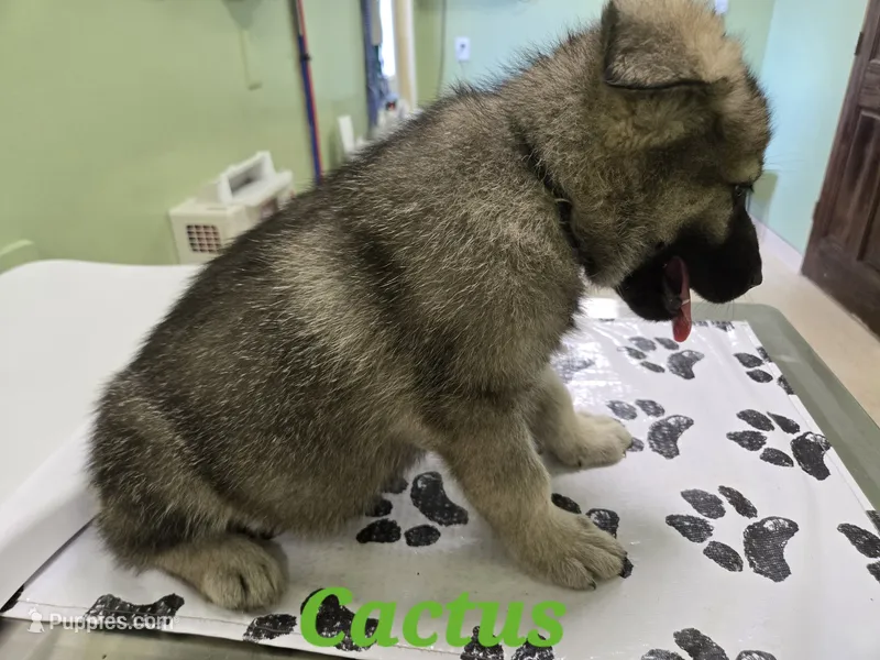 Cactus 🌵  – German Shepherd Dog puppy for sale in Morgantown, IN