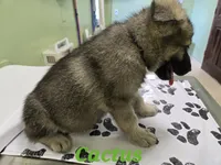 Cactus 🌵 , a male German Shepherd Dog for sale in Morgantown, IN – 1 of 3