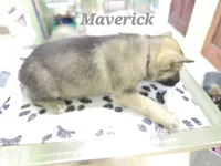 Maverick , a male German Shepherd Dog for sale in Morgantown, IN – 2 of 4