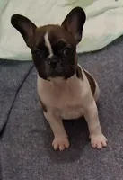 Trixie, a female French Bulldog for sale in Warner Robins, GA – 2 of 2