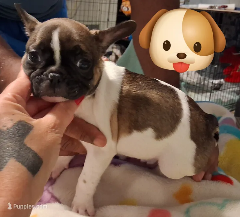 Trixie – French Bulldog puppy for sale in Warner Robins, GA