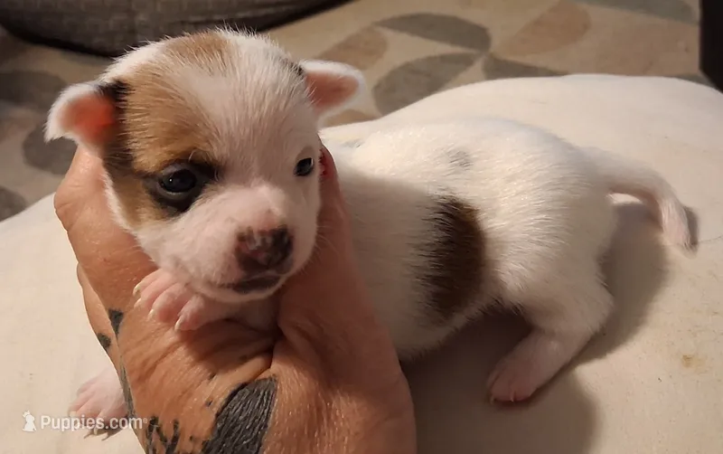 Tiny tot – Chihuahua puppy for sale in Warner Robins, GA