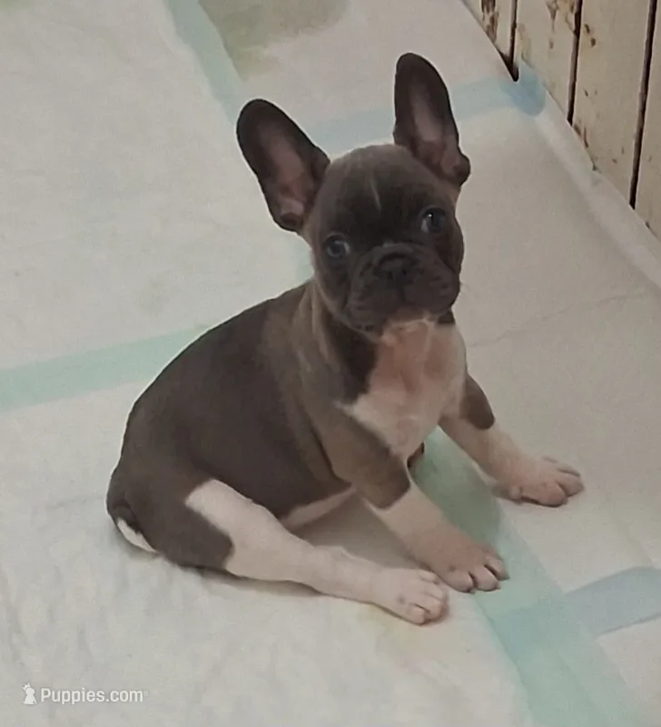 Bella – French Bulldog puppy for sale in Warner Robins, GA