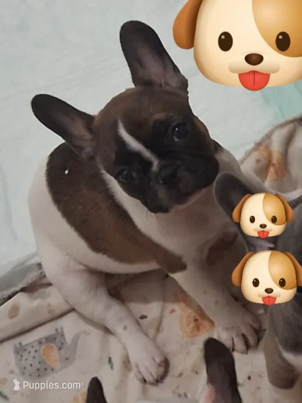 Trixie – French Bulldog puppy for sale in Warner Robins, GA