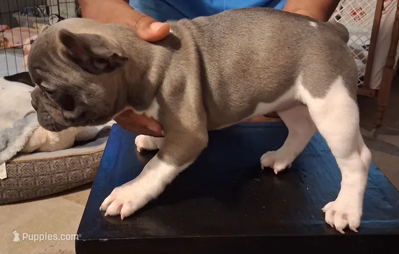 Bella – French Bulldog puppy for sale in Warner Robins, GA