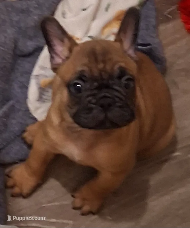 Tank – French Bulldog puppy for sale in Warner Robins, GA