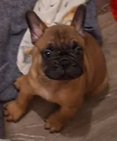 Tank, a male French Bulldog for sale in Warner Robins, GA – 1 of 1