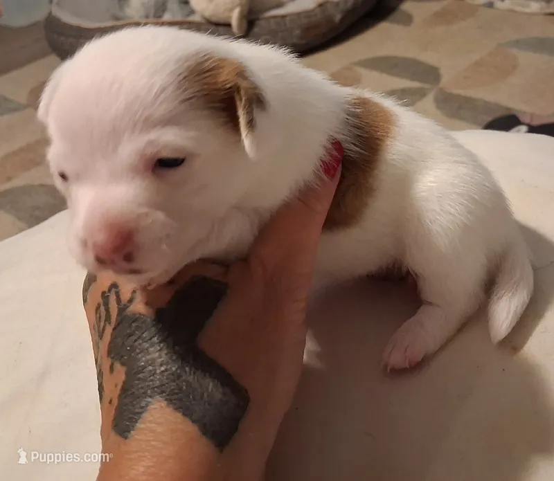 Princess – Chihuahua puppy for sale in Warner Robins, GA