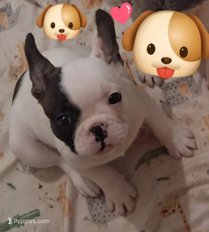 Angel – French Bulldog puppy for sale in Warner Robins, GA
