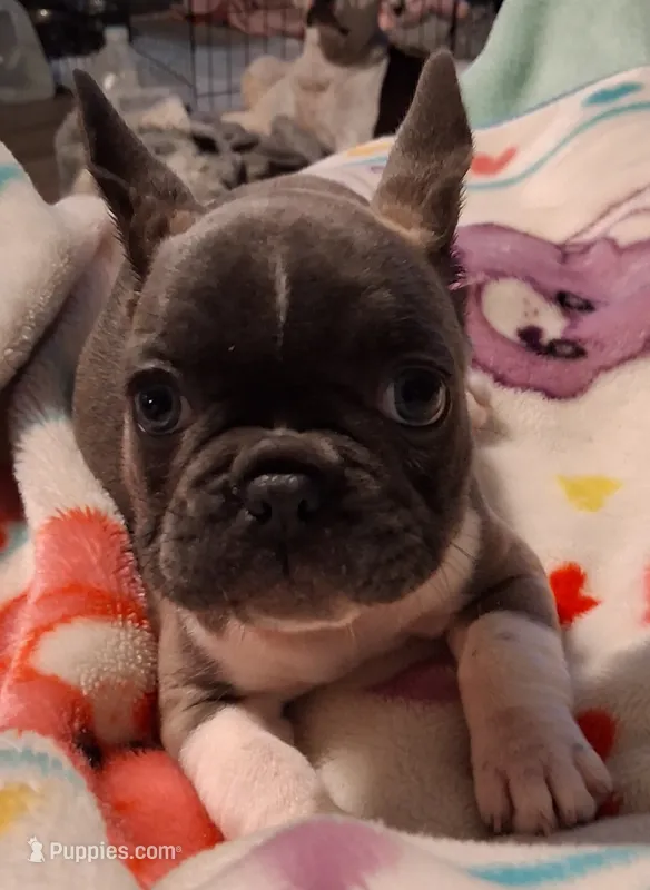 Bella – French Bulldog puppy for sale in Warner Robins, GA