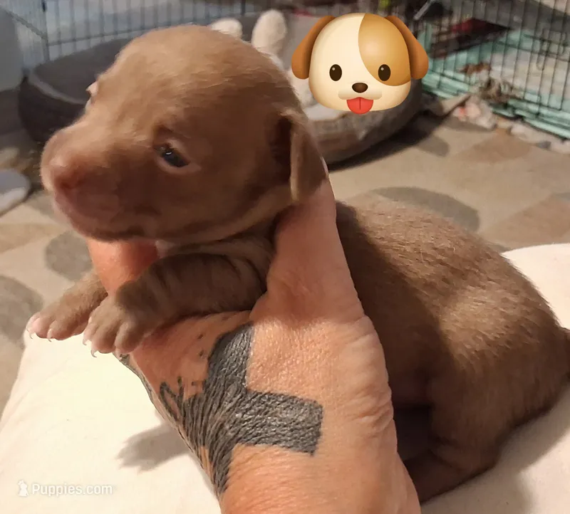 Coco – Chihuahua puppy for sale in Warner Robins, GA