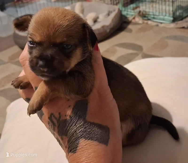 Buttercup – Chihuahua puppy for sale in Warner Robins, GA