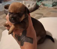 Buttercup, a female Chihuahua for sale in Warner Robins, GA – 1 of 1