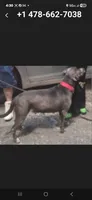 Nala, a female American Bulldog and Labrador Retriever for sale in Warner Robins, GA – 2 of 3
