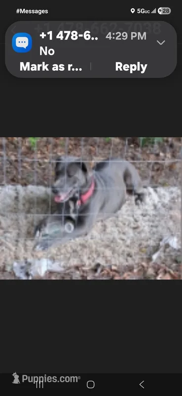 Nala – American Bulldog, Labrador Retriever puppy for sale in Warner Robins, GA