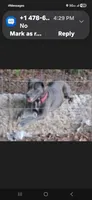 Nala, a female American Bulldog and Labrador Retriever for sale in Warner Robins, GA – 1 of 3