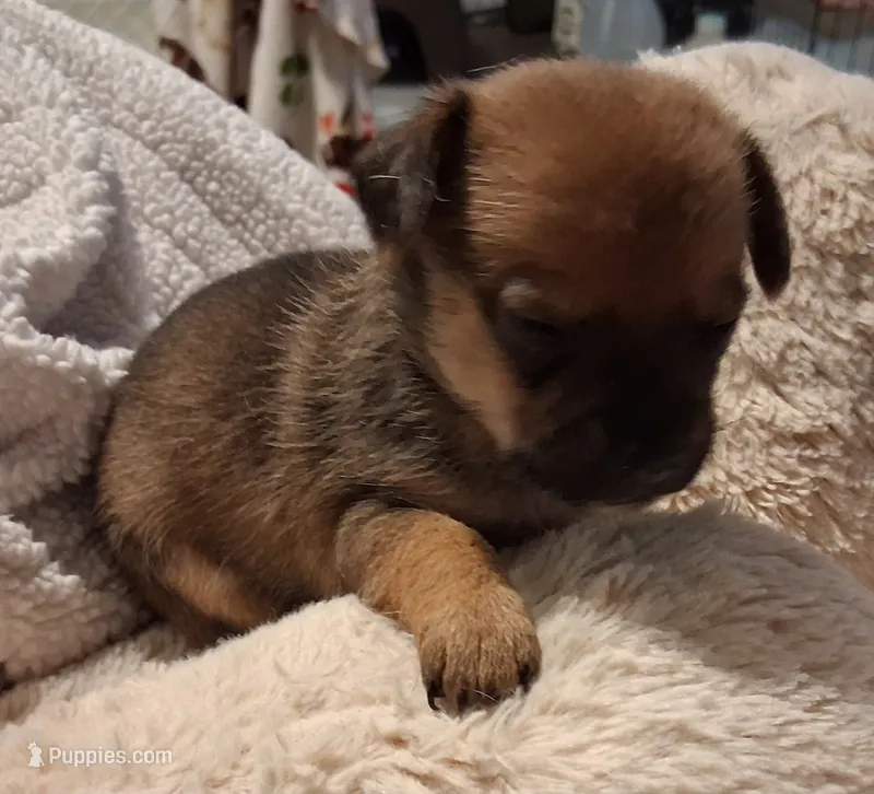Buttercup – Chihuahua puppy for sale in Warner Robins, GA