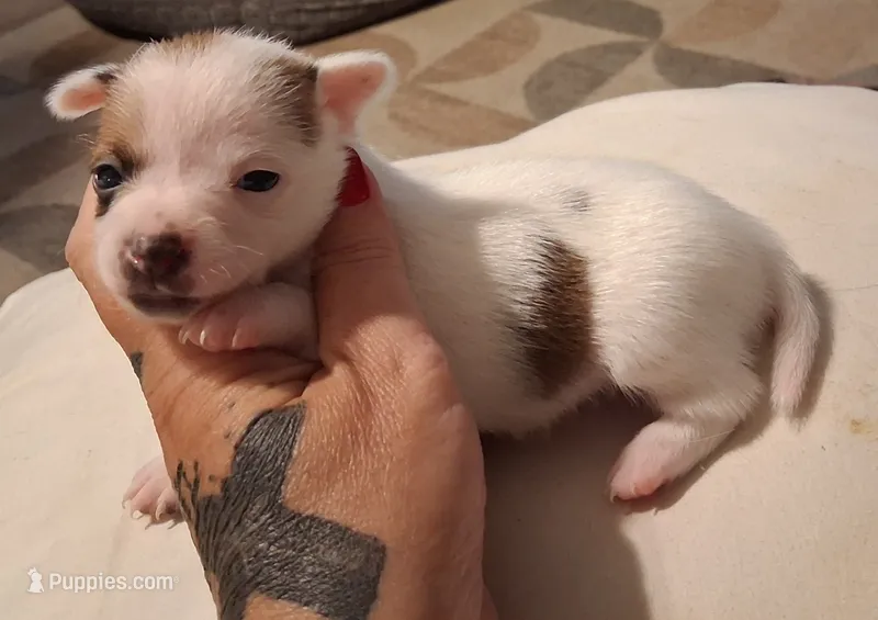 Tiny tot – Chihuahua puppy for sale in Warner Robins, GA