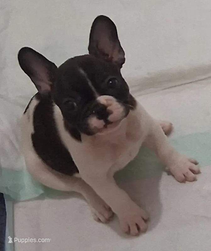 Oreo – French Bulldog puppy for sale in Warner Robins, GA
