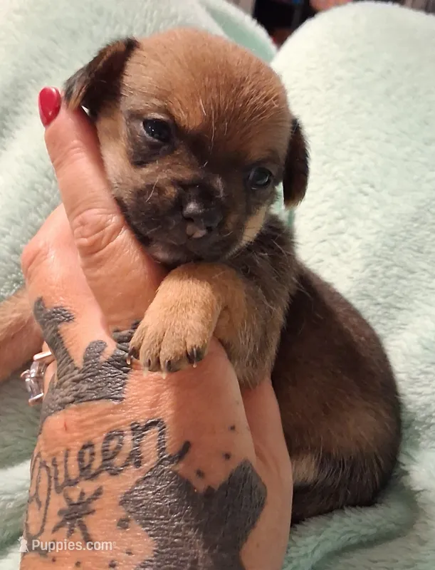 Buttercup – Chihuahua puppy on hold in Warner Robins, GA