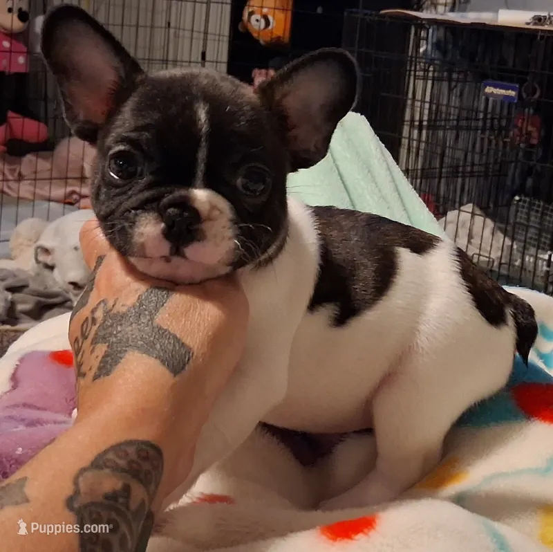 Oreo – French Bulldog puppy for sale in Warner Robins, GA