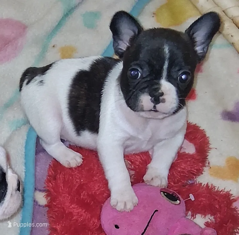 Oreo – French Bulldog puppy for sale in Warner Robins, GA