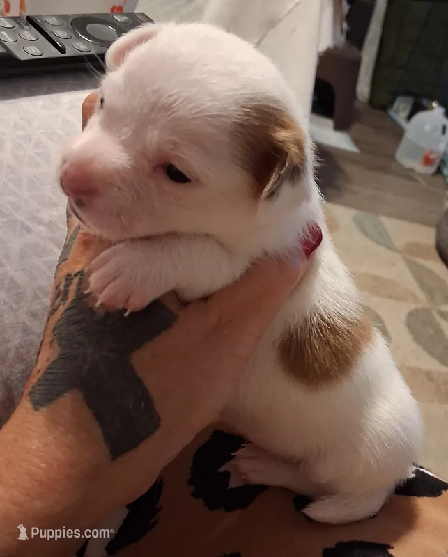 Princess – Chihuahua puppy on hold in Warner Robins, GA