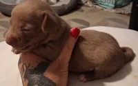 Coco, a male Chihuahua for sale in Warner Robins, GA – 2 of 3