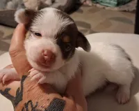 Sugar, a female Chihuahua for sale in Warner Robins, GA – 2 of 2
