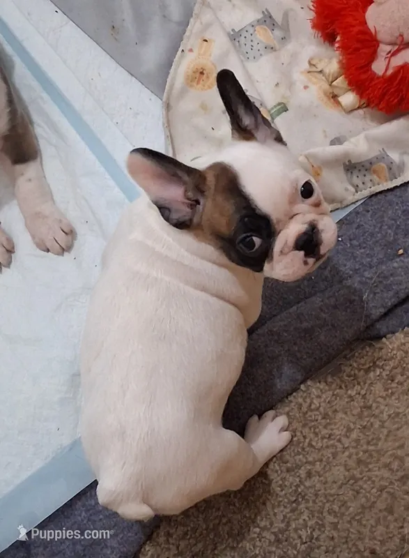 Angel – French Bulldog puppy for sale in Warner Robins, GA