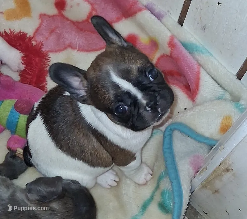 Trixie – French Bulldog puppy for sale in Warner Robins, GA