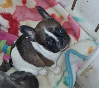 Trixie, a female French Bulldog for sale in Warner Robins, GA – 1 of 2