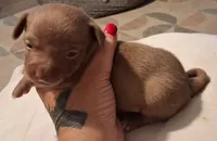 Coco, a male Chihuahua for sale in Warner Robins, GA – 3 of 3