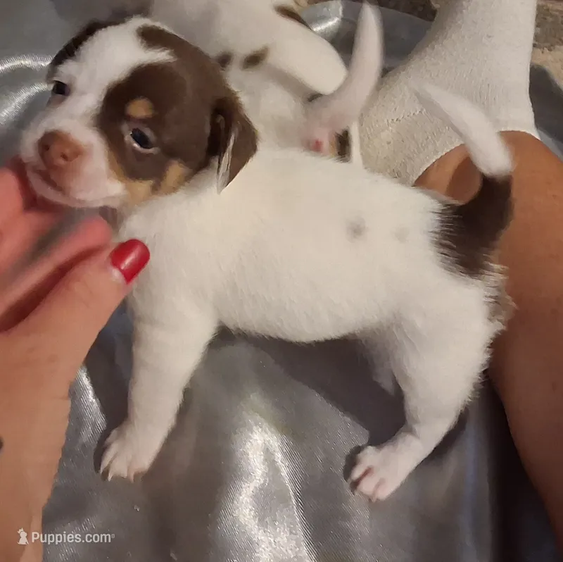 Sugar – Chihuahua puppy for sale in Warner Robins, GA